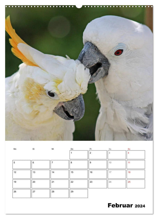 Papageien - Graupapagei, Rosella und Co. (CALVENDO Premium Wandkalender 2024)