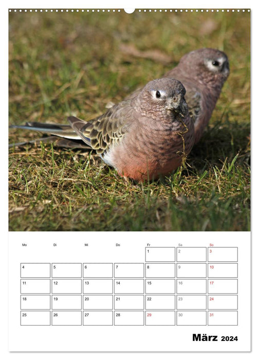 Papageien - Graupapagei, Rosella und Co. (CALVENDO Premium Wandkalender 2024)