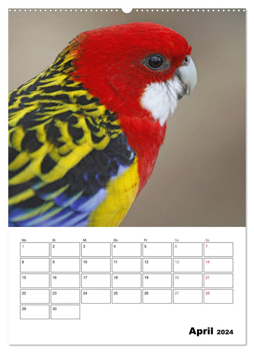 Papageien - Graupapagei, Rosella und Co. (CALVENDO Premium Wandkalender 2024)