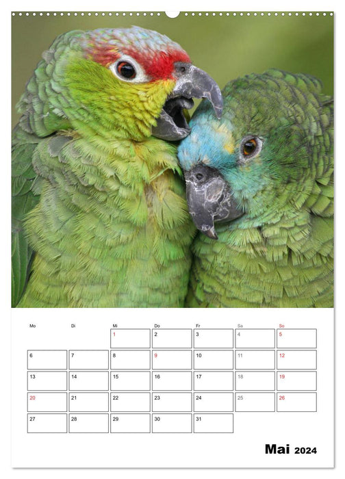 Papageien - Graupapagei, Rosella und Co. (CALVENDO Premium Wandkalender 2024)