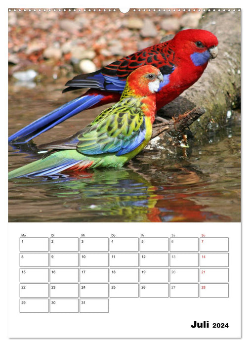 Papageien - Graupapagei, Rosella und Co. (CALVENDO Premium Wandkalender 2024)