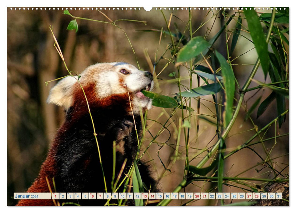 Kleiner Panda auf Entdeckungstour (CALVENDO Premium Wandkalender 2024)