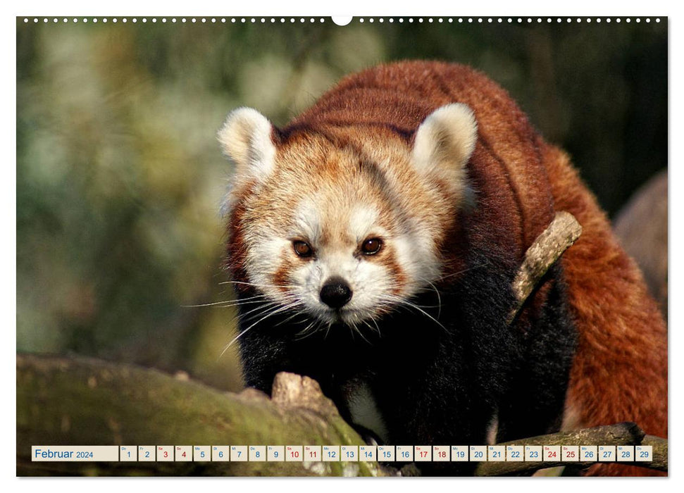 Kleiner Panda auf Entdeckungstour (CALVENDO Premium Wandkalender 2024)