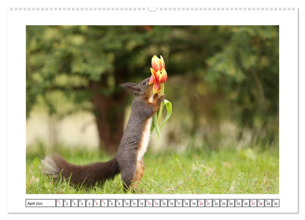 Eichhörnchen - Hast du Nüsschen mache ich Männchen (CALVENDO Premium Wandkalender 2024)