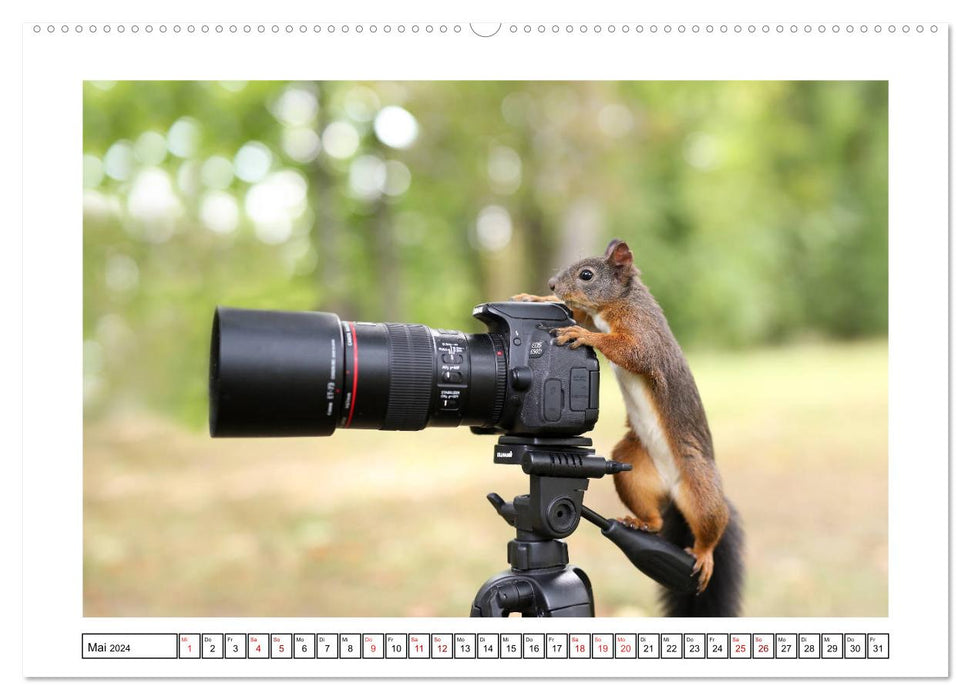 Eichhörnchen - Hast du Nüsschen mache ich Männchen (CALVENDO Premium Wandkalender 2024)