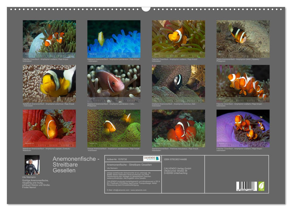 Anemonenfische - Streitbare Gesellen (CALVENDO Wandkalender 2024)