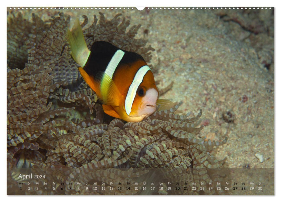 Anemonefish - Quarrelsome fellows (CALVENDO wall calendar 2024) 