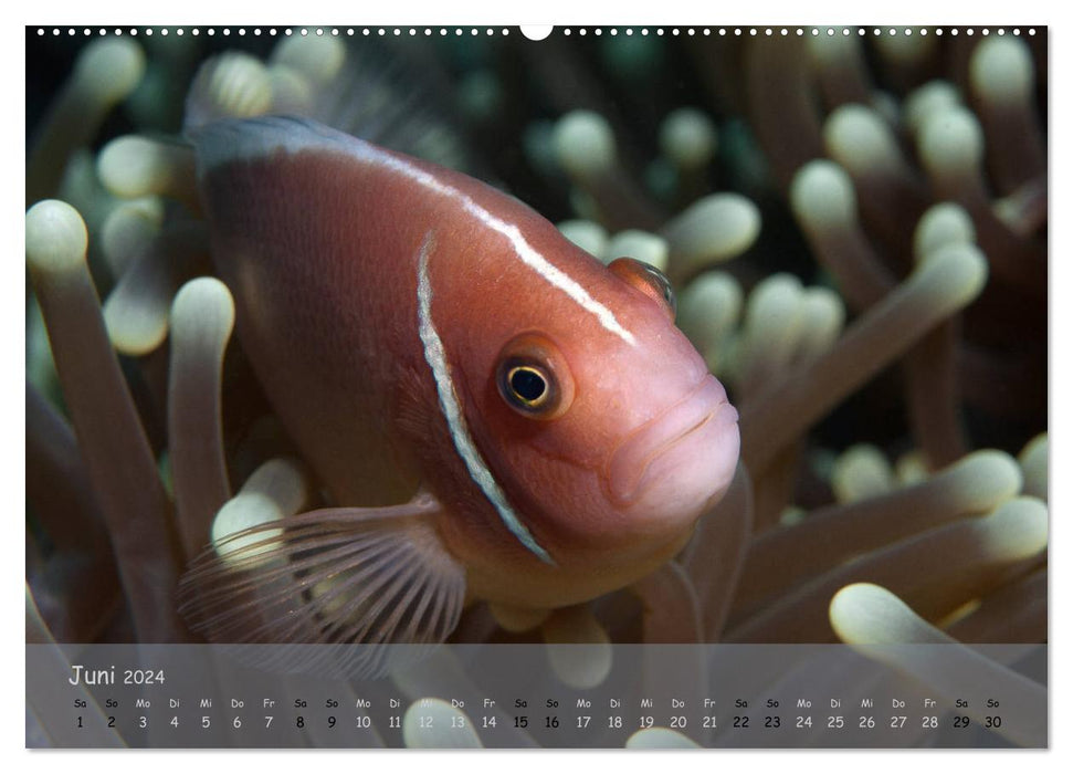 Poisson clown - Querelleurs (Calendrier mural CALVENDO 2024) 