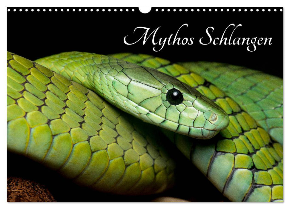 Mythos Schlangen (CALVENDO Wandkalender 2024)