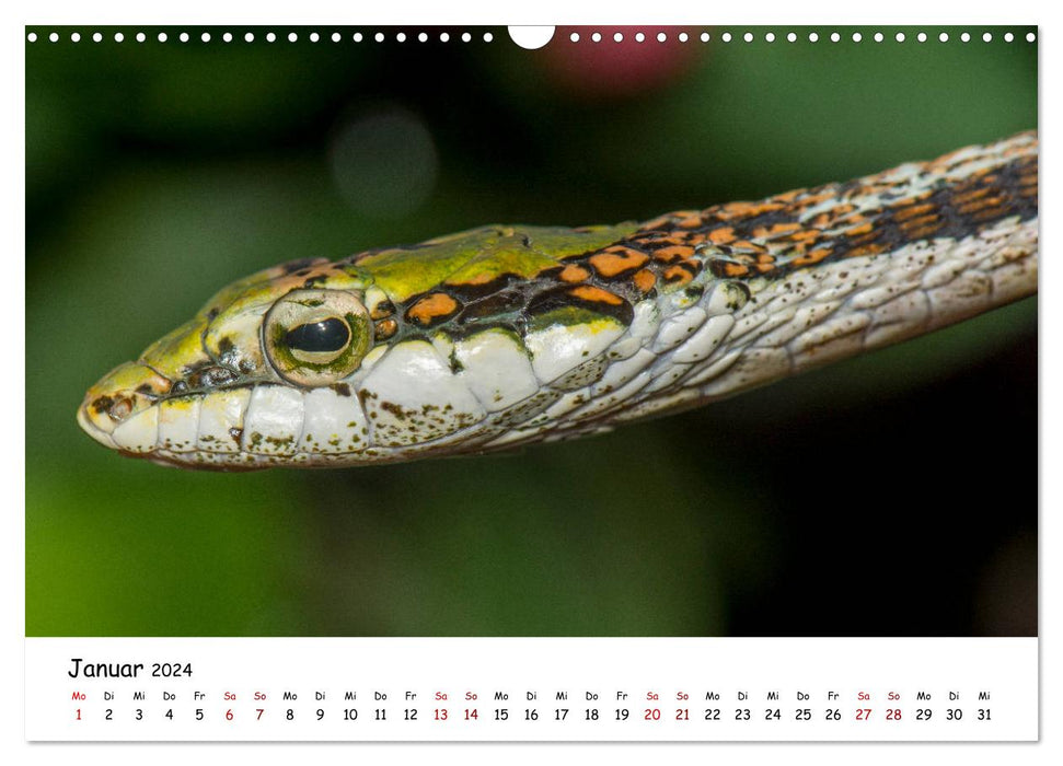 Myth of snakes (CALVENDO wall calendar 2024) 