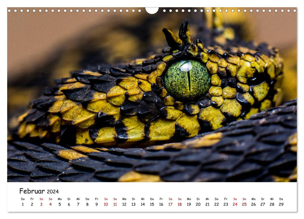 Myth of snakes (CALVENDO wall calendar 2024) 