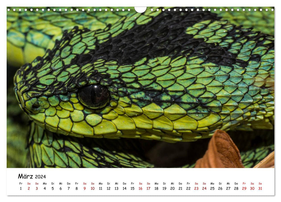 Myth of snakes (CALVENDO wall calendar 2024) 