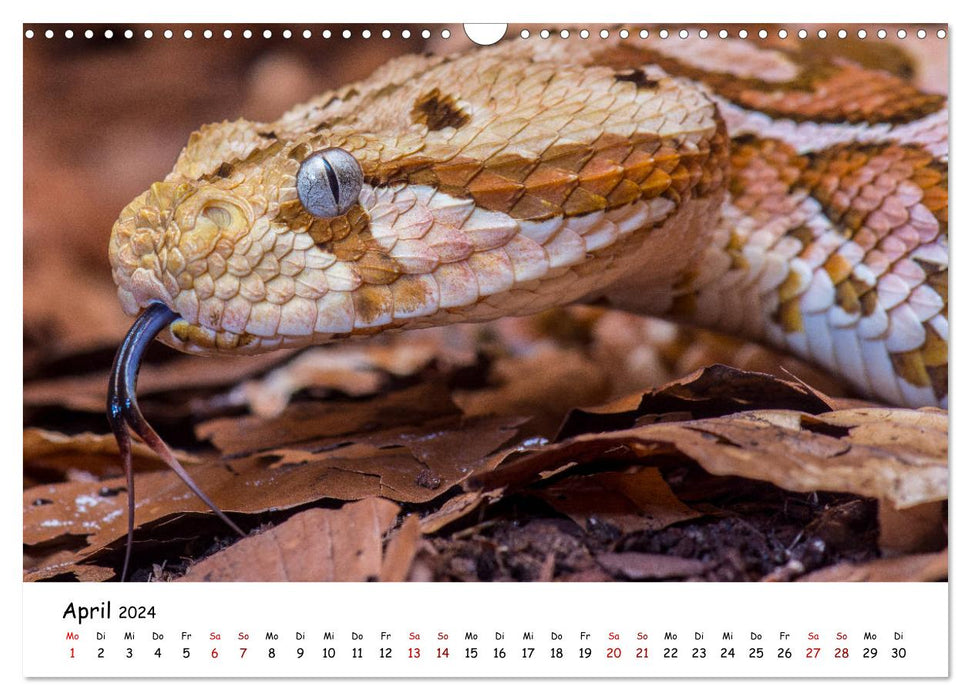 Myth of snakes (CALVENDO wall calendar 2024) 