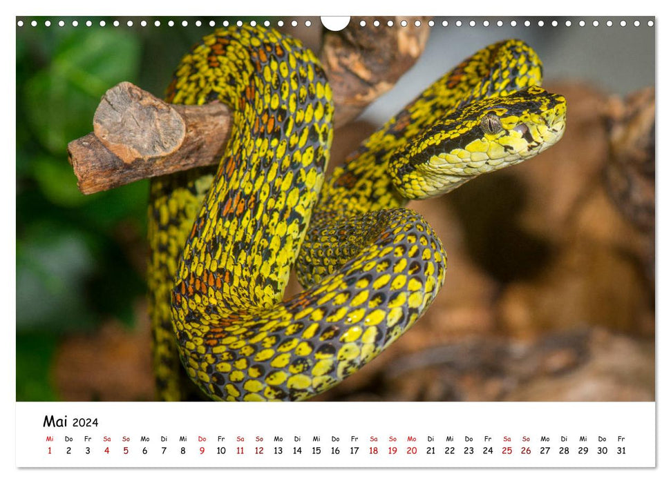 Myth of snakes (CALVENDO wall calendar 2024) 