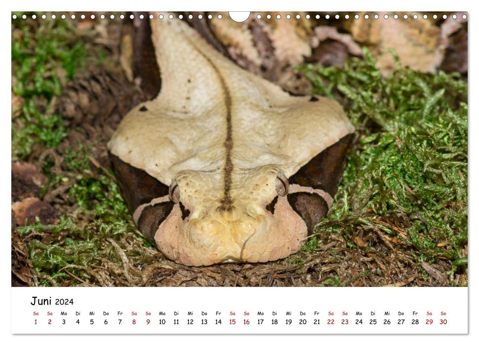 Myth of snakes (CALVENDO wall calendar 2024) 