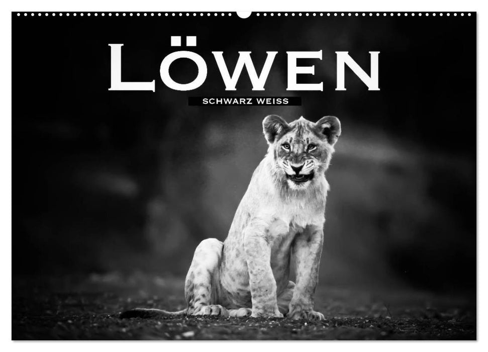 Lions black white (CALVENDO wall calendar 2024) 