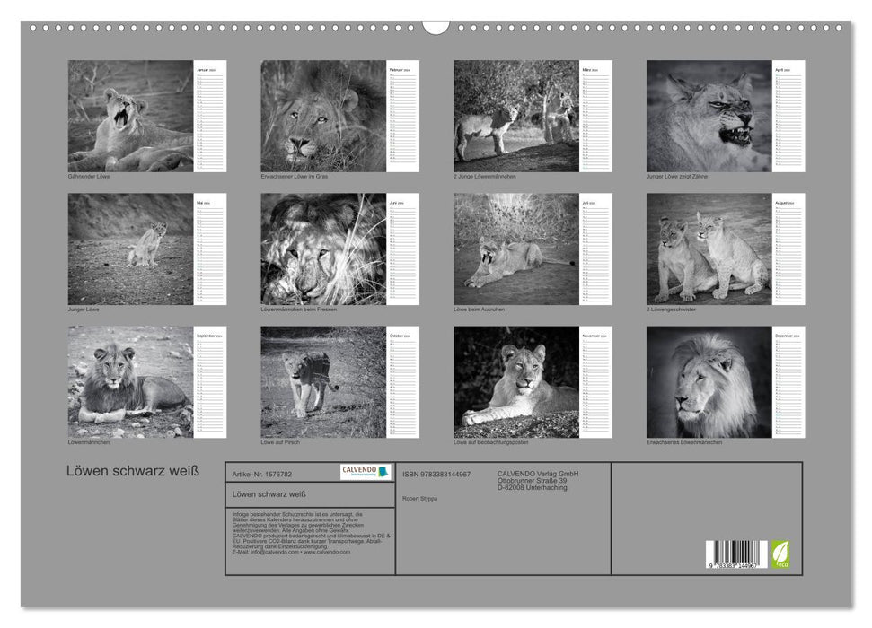 Lions black white (CALVENDO wall calendar 2024) 