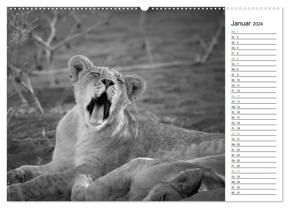 Lions black white (CALVENDO wall calendar 2024) 