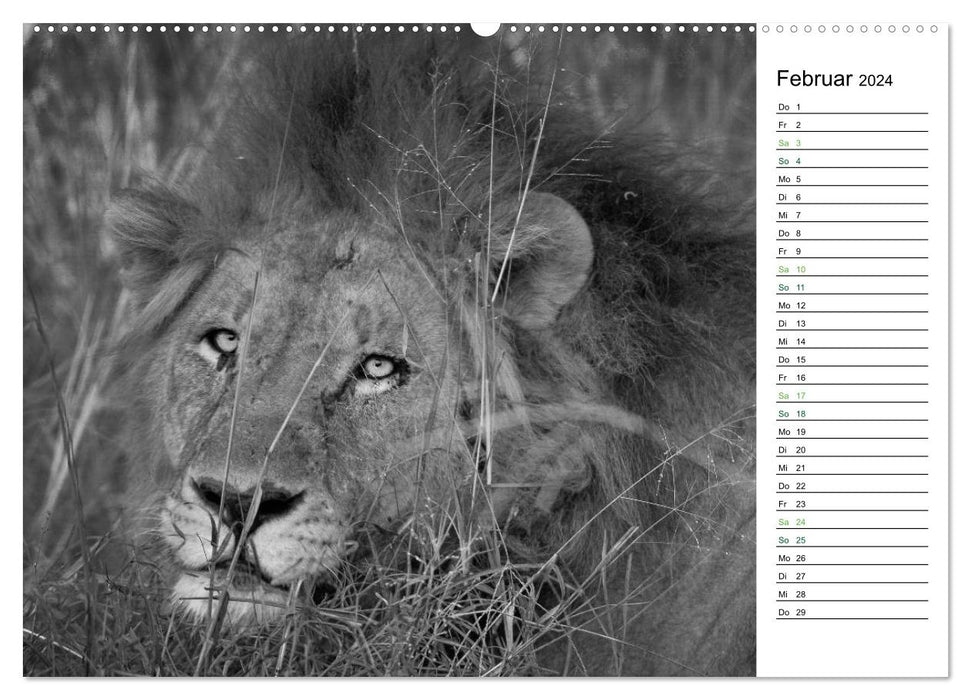 Lions black white (CALVENDO wall calendar 2024) 