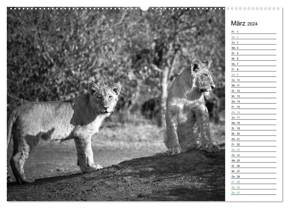 Lions black white (CALVENDO wall calendar 2024) 