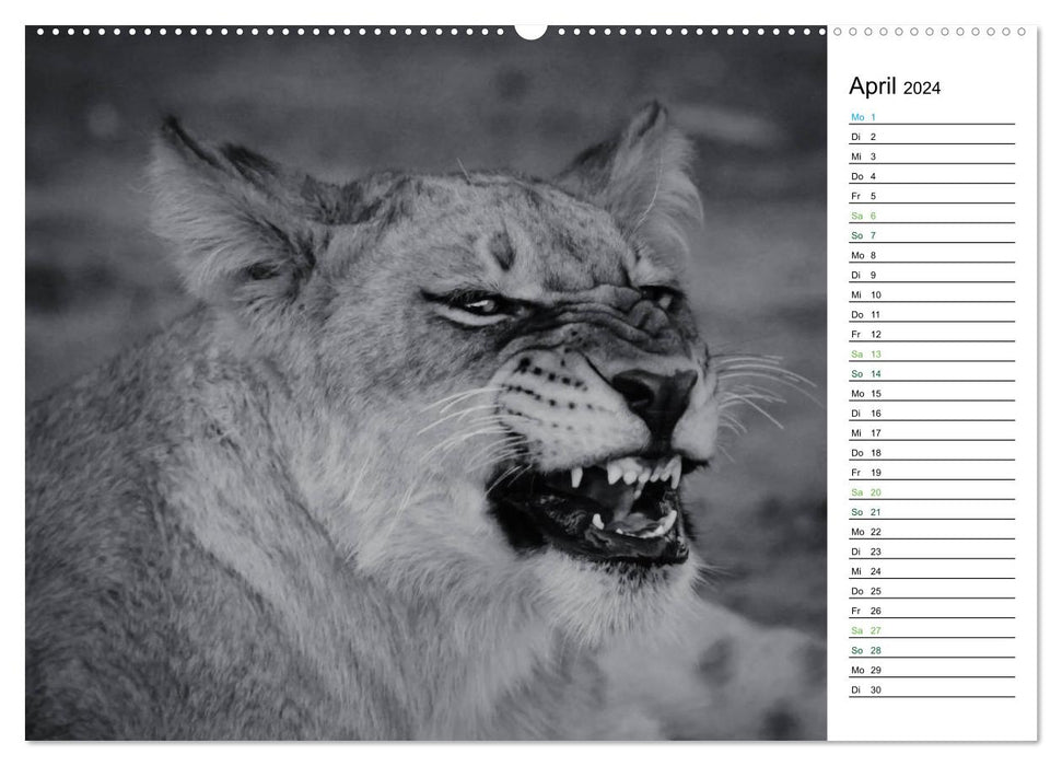 Lions black white (CALVENDO wall calendar 2024) 