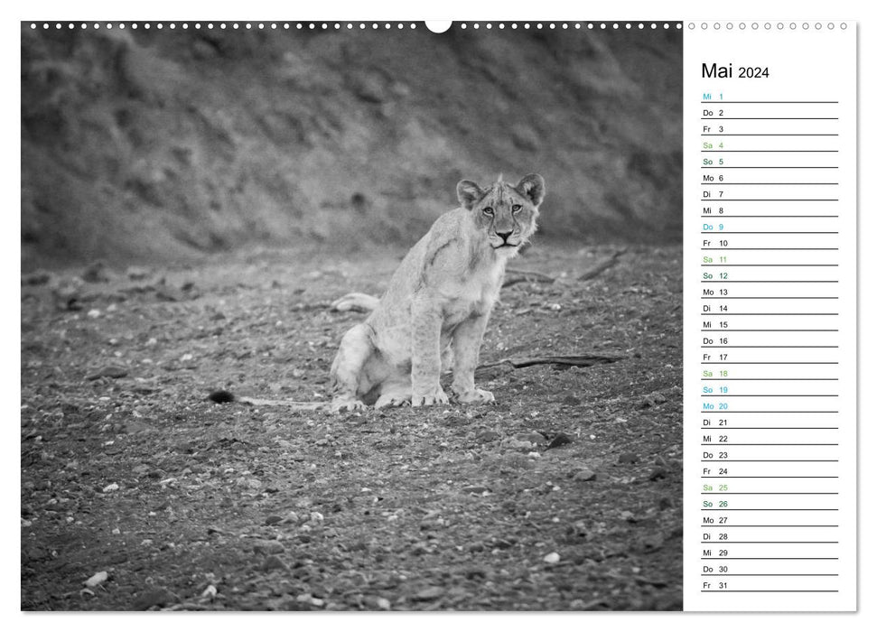 Lions black white (CALVENDO wall calendar 2024) 