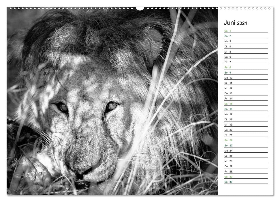 Lions black white (CALVENDO wall calendar 2024) 