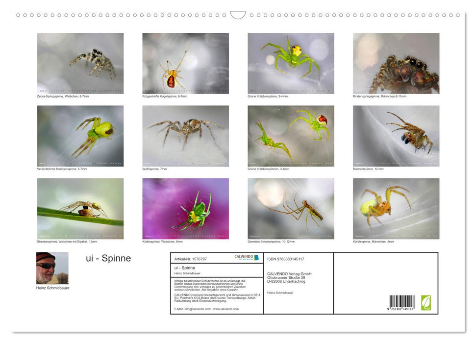 ui - Spinne. Kleine Spinnen - groß im Bild (CALVENDO Wandkalender 2024)