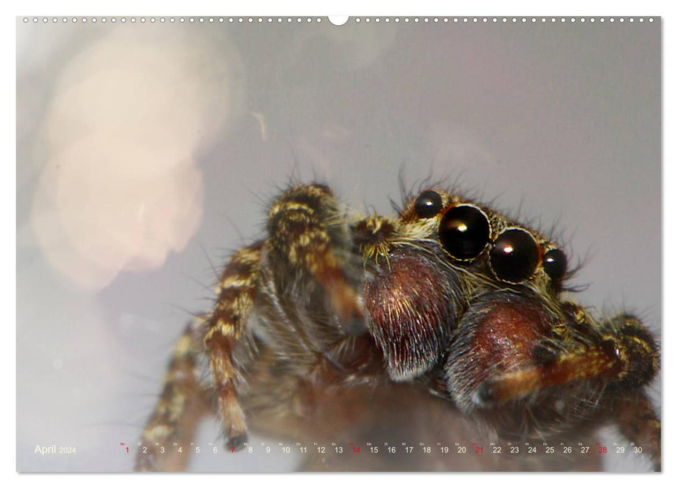 ugh - spider. Small spiders - big in the picture (CALVENDO wall calendar 2024) 