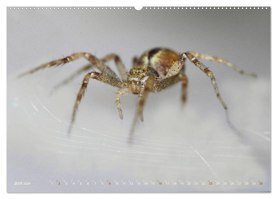 ui - Spinne. Kleine Spinnen - groß im Bild (CALVENDO Wandkalender 2024)