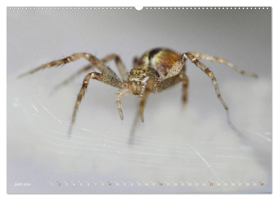 ugh - spider. Small spiders - big in the picture (CALVENDO wall calendar 2024) 