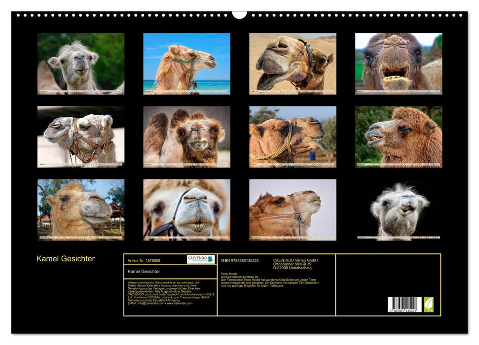 Camel faces (CALVENDO wall calendar 2024) 