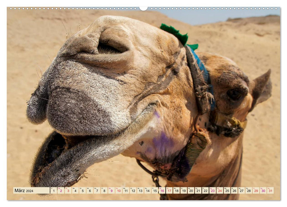 Camel faces (CALVENDO wall calendar 2024) 