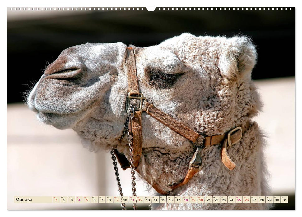 Camel faces (CALVENDO wall calendar 2024) 