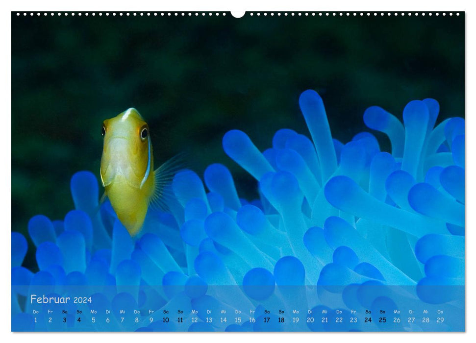 Anemonenfische - Streitbare Gesellen (CALVENDO Premium Wandkalender 2024)