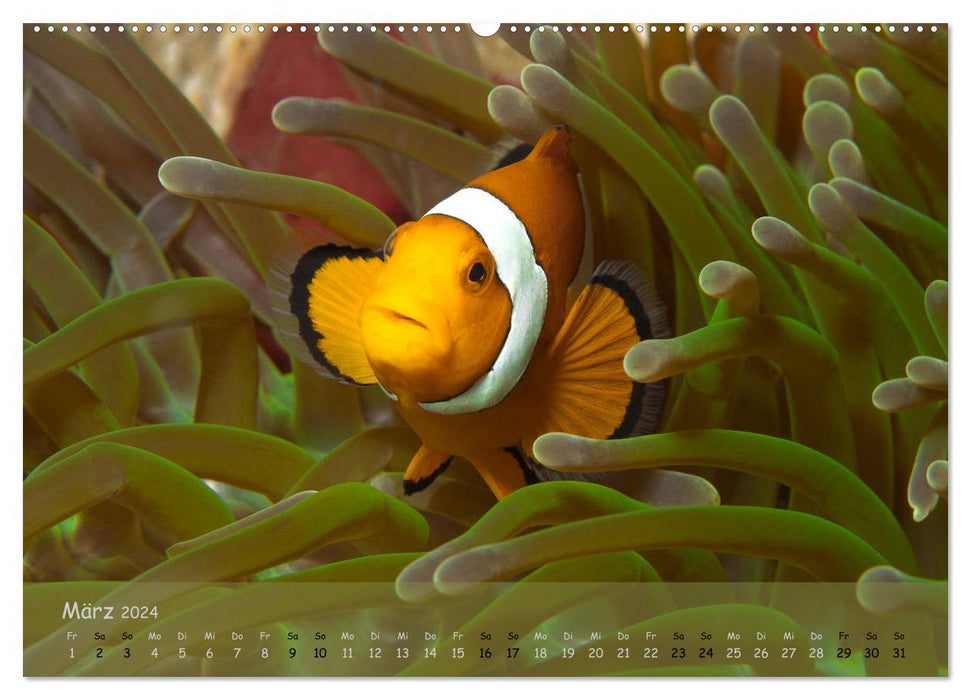 Anemonenfische - Streitbare Gesellen (CALVENDO Premium Wandkalender 2024)