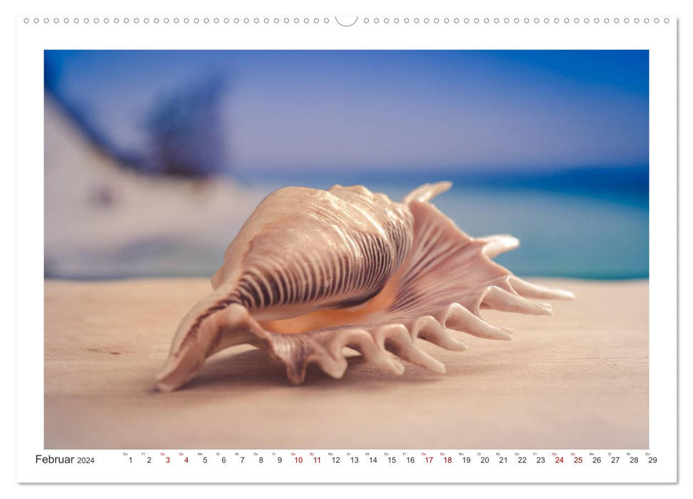 Meer Träumer - Muscheln und Schnecken Impressionen (CALVENDO Wandkalender 2024)