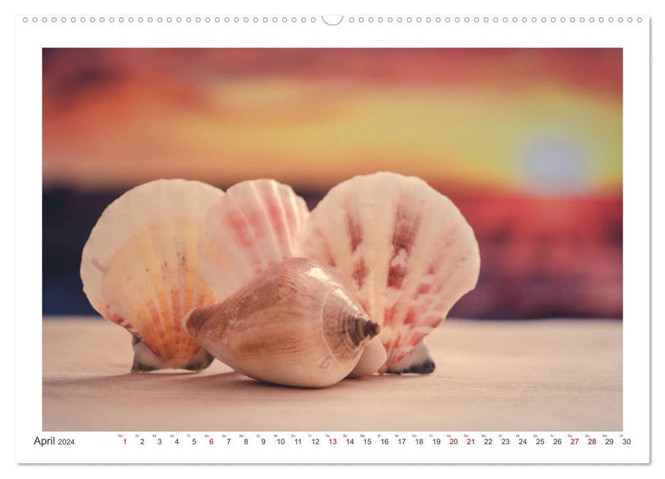 Meer Träumer - Muscheln und Schnecken Impressionen (CALVENDO Wandkalender 2024)