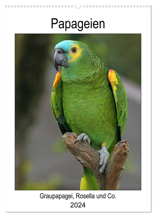 Parrots - African Gray Parrot, Rosella and Co. (CALVENDO wall calendar 2024) 