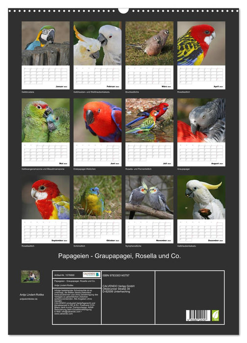 Parrots - African Gray Parrot, Rosella and Co. (CALVENDO wall calendar 2024) 