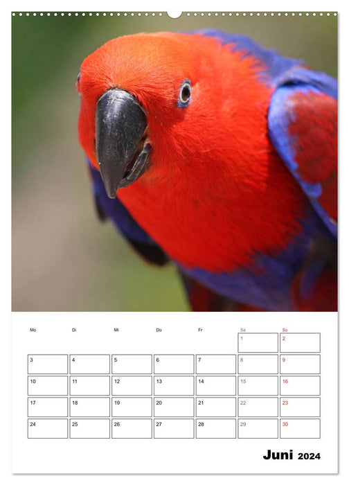 Papageien - Graupapagei, Rosella und Co. (CALVENDO Wandkalender 2024)
