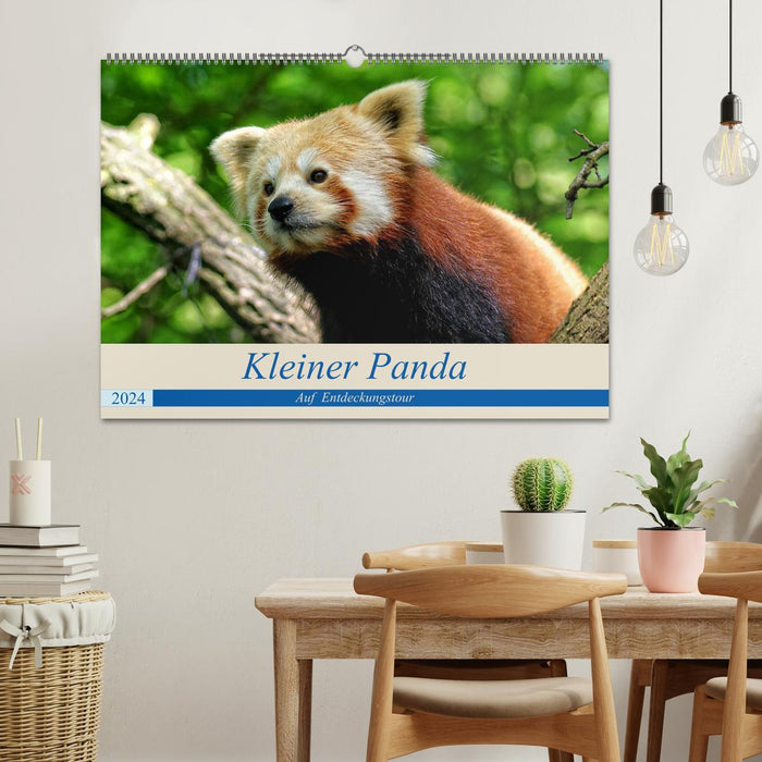 Little panda on a discovery tour (CALVENDO wall calendar 2024) 