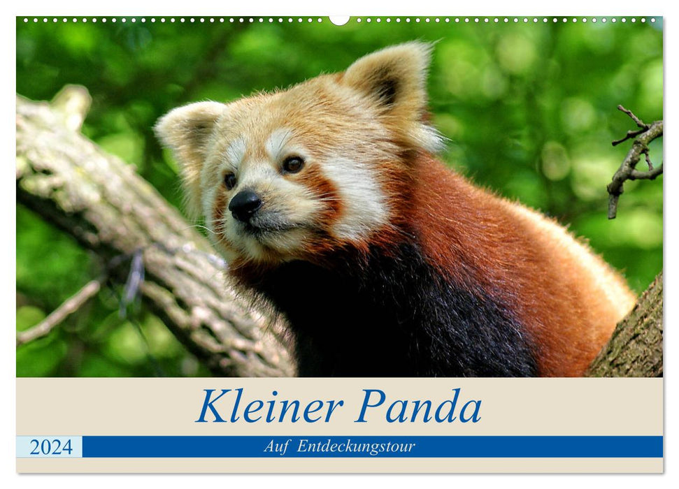 Little panda on a discovery tour (CALVENDO wall calendar 2024) 