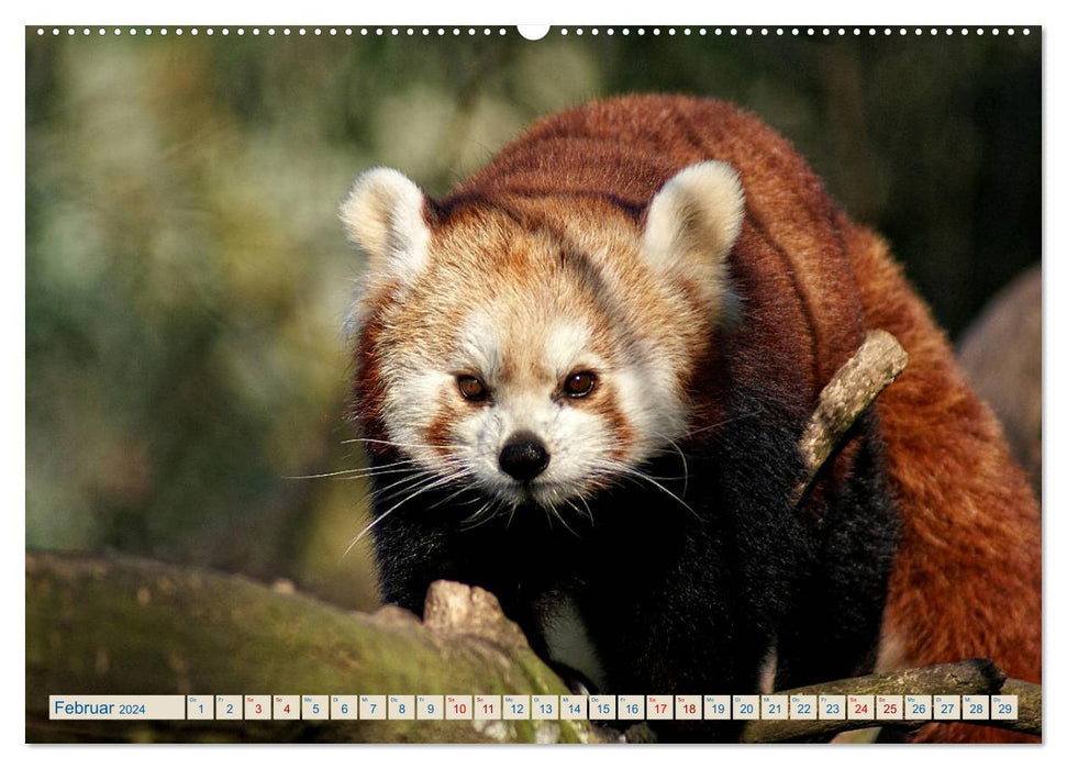 Little panda on a discovery tour (CALVENDO wall calendar 2024) 