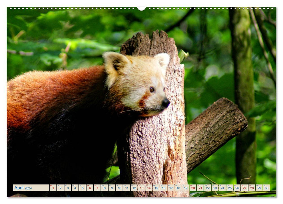 Little panda on a discovery tour (CALVENDO wall calendar 2024) 