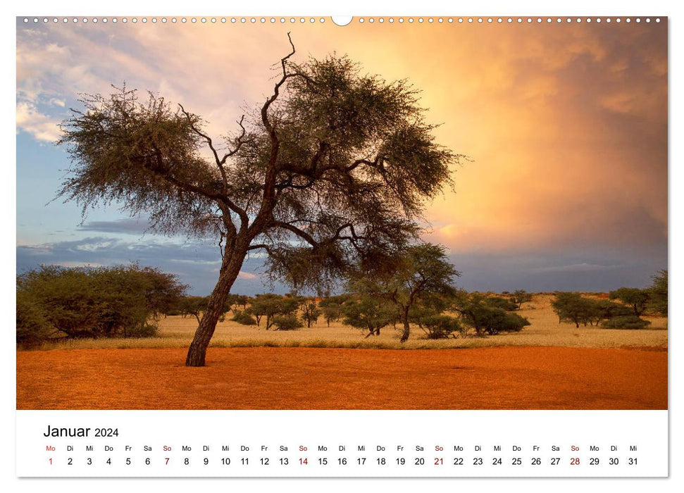 Bäume in Namibias Landschaften (CALVENDO Premium Wandkalender 2024)