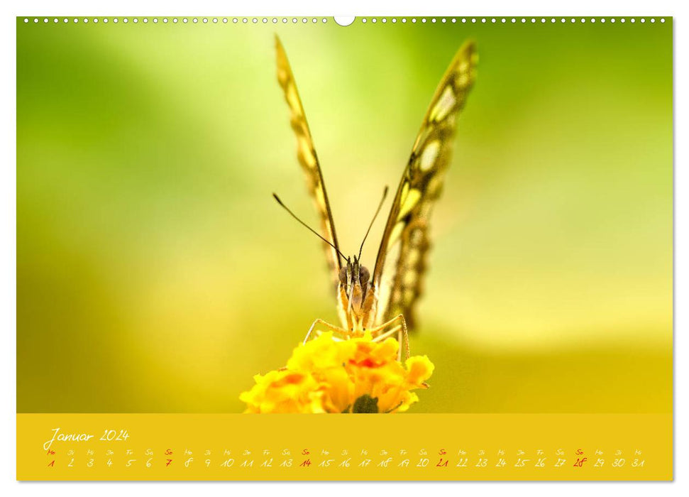 Butterflies - a dream in pastel (CALVENDO wall calendar 2024) 