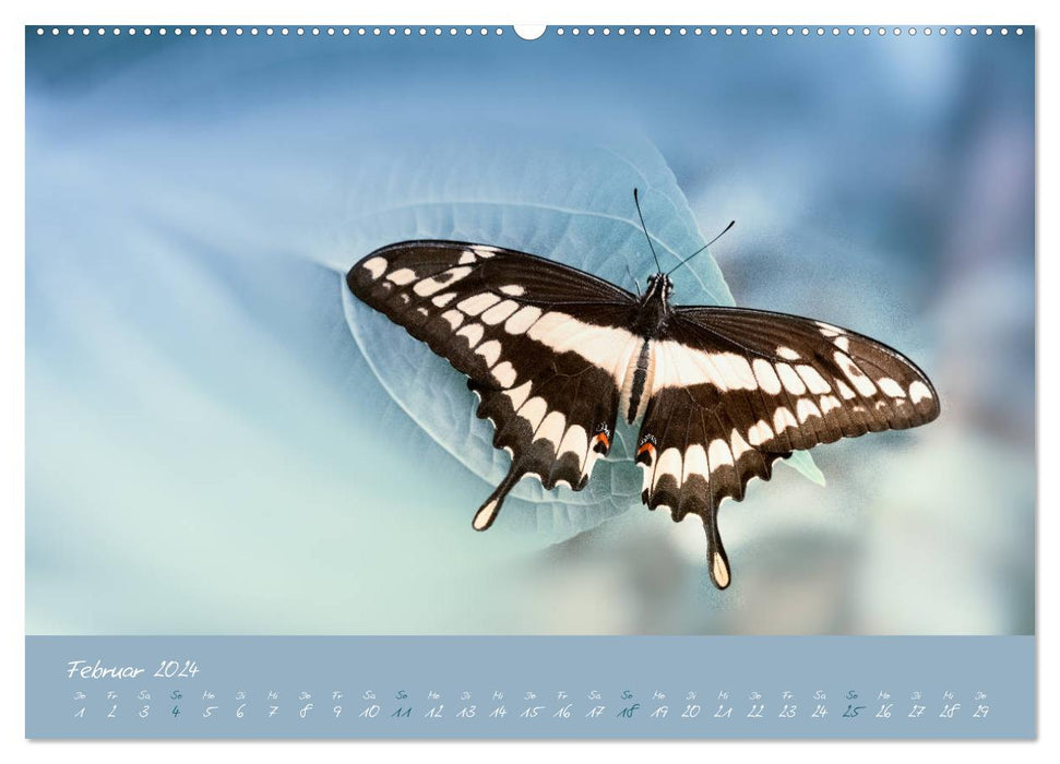 Butterflies - a dream in pastel (CALVENDO wall calendar 2024) 