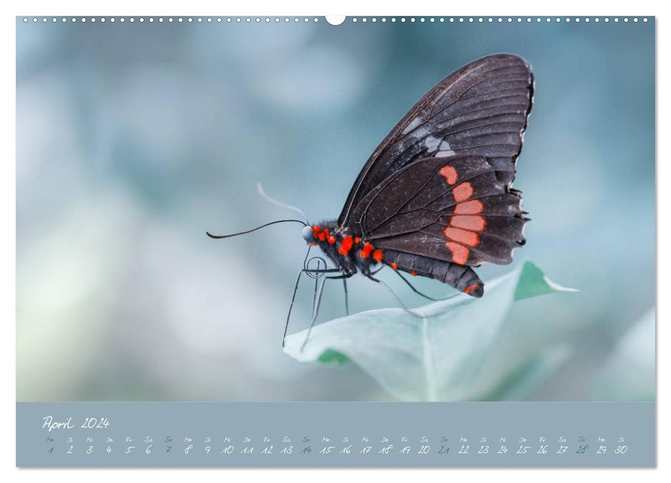 Butterflies - a dream in pastel (CALVENDO wall calendar 2024) 