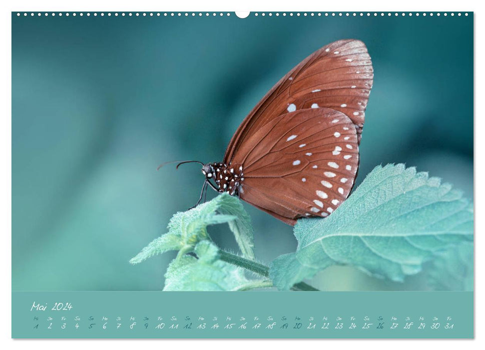 Butterflies - a dream in pastel (CALVENDO wall calendar 2024) 